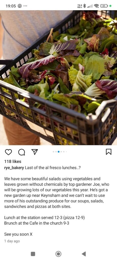 Mixed Salad leaves
