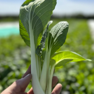 Pak Choi