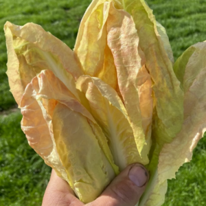 Radicchio