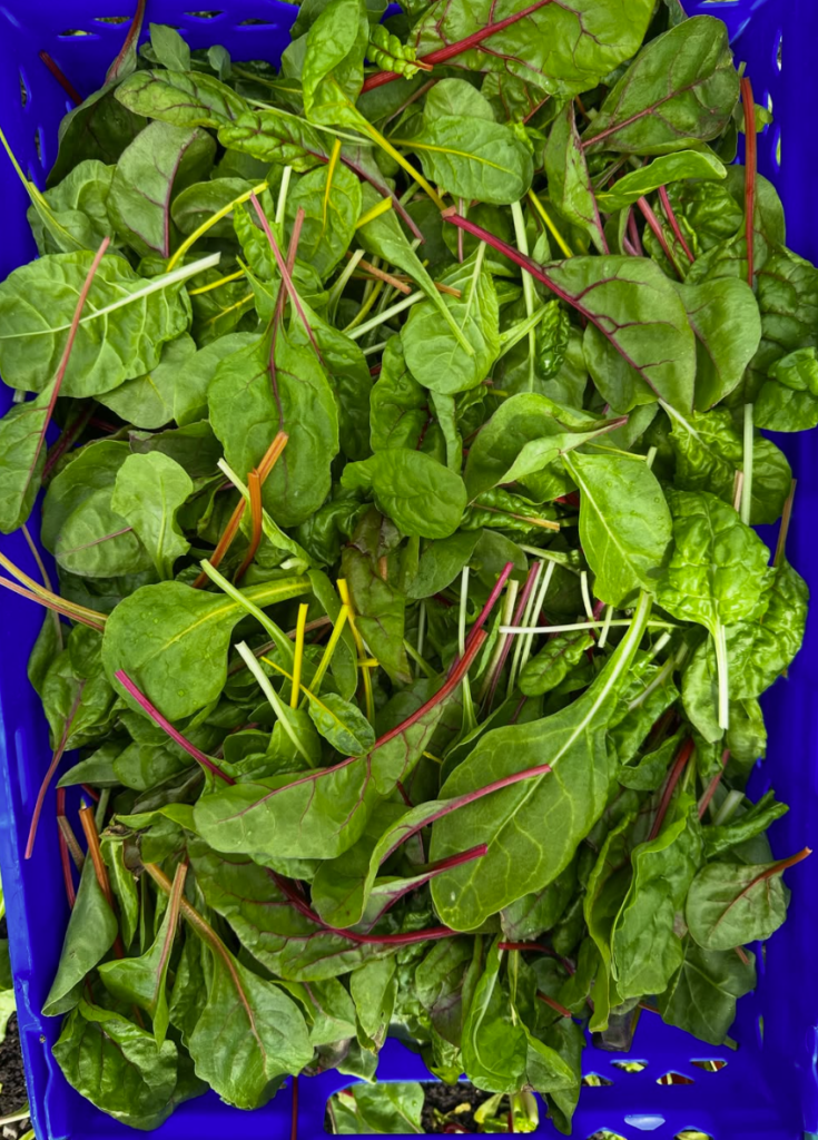 Chard