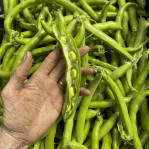Broad Beans