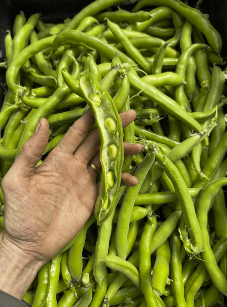 Broad Beans