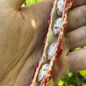 Borlotti