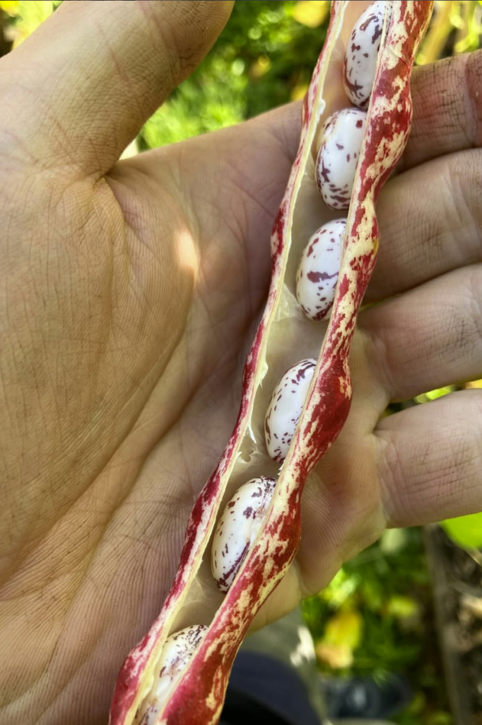 Borlotti