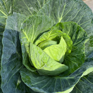 Cabbage