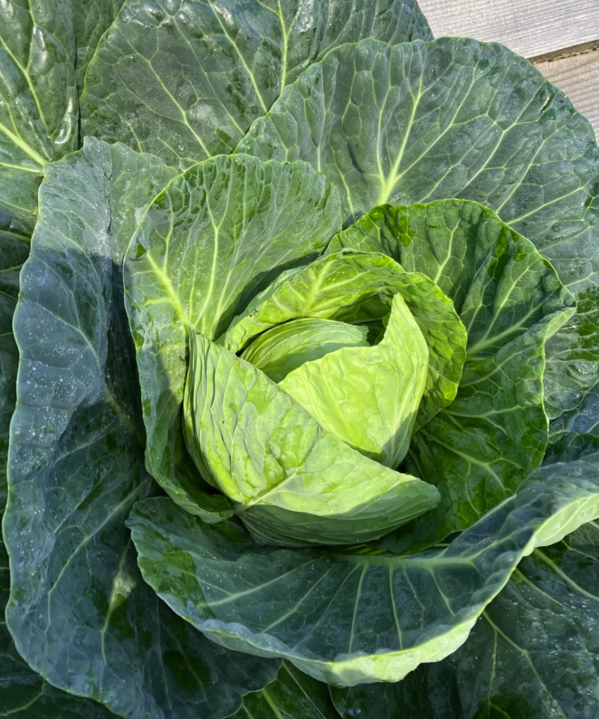 Cabbage