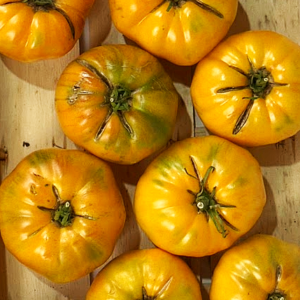 Tomatoes