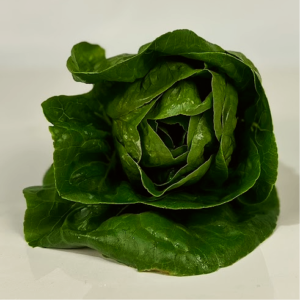 Head Lettuce
