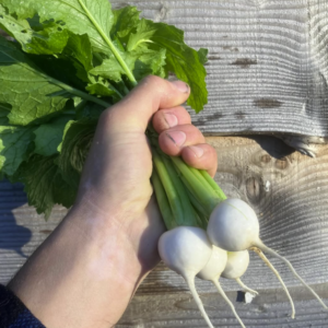 Turnips